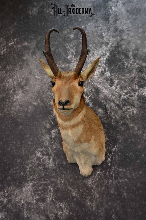 pronghorn mounts|pronghorn antelope mounts.